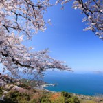 2017sakura-fine08