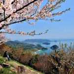 2017sakura-fine09