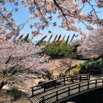 桜花のカントリーパーク