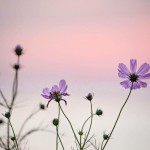 22046063_1575150932543919_696766965441733797_n