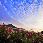 2017hanatoshima-fine08