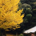 2018akifuyu-fine09