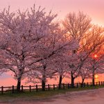sakura-grandprix