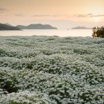 フラワーパーク浦島（３）