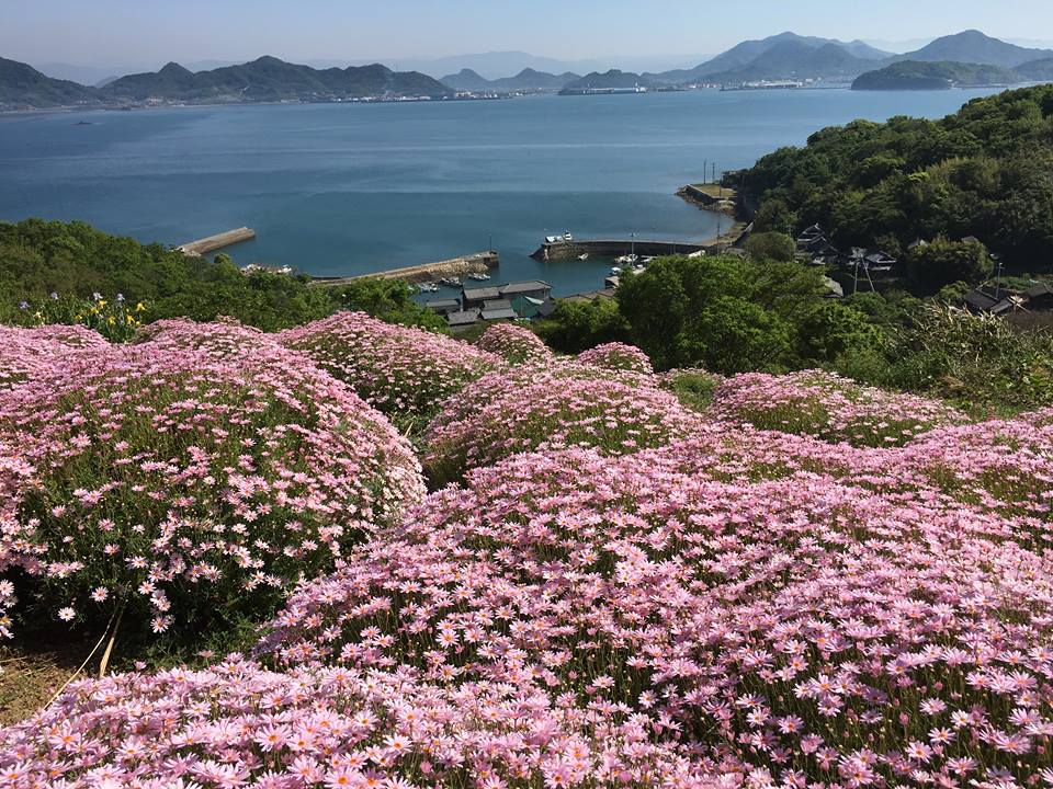 「天空の花畑・志々島」高島　直宏（多度津町）
