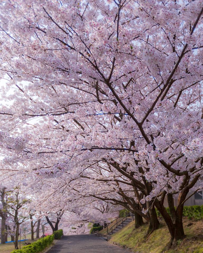 「桜トンネル」片岡　加代（善通寺市）