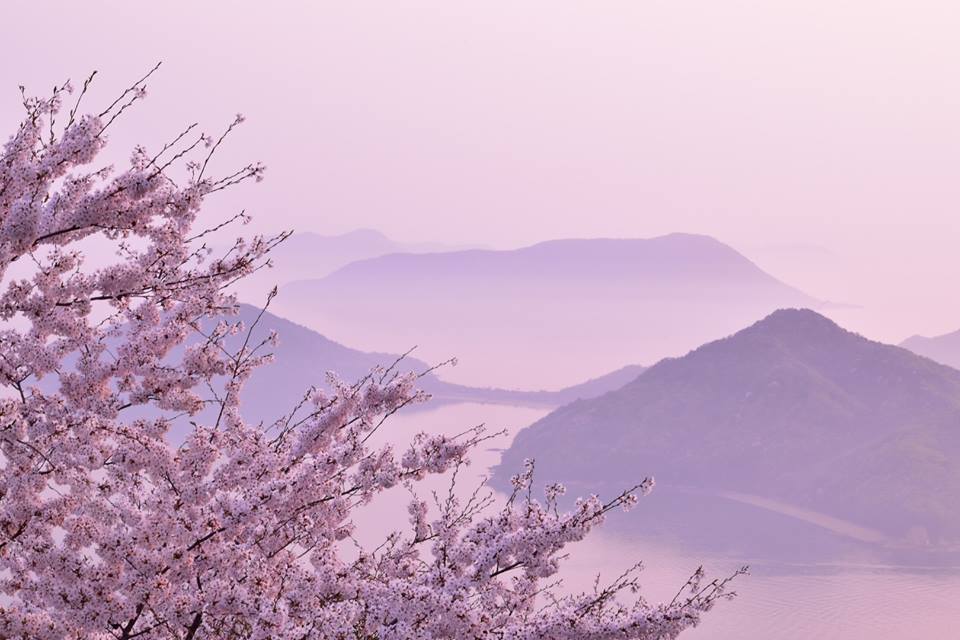 「桜色の世界」増田　久美子（観音寺市）　　