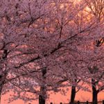 photocon_recruit_2017_01