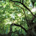 19．八木 義樹「梵音寺のタブノキ」