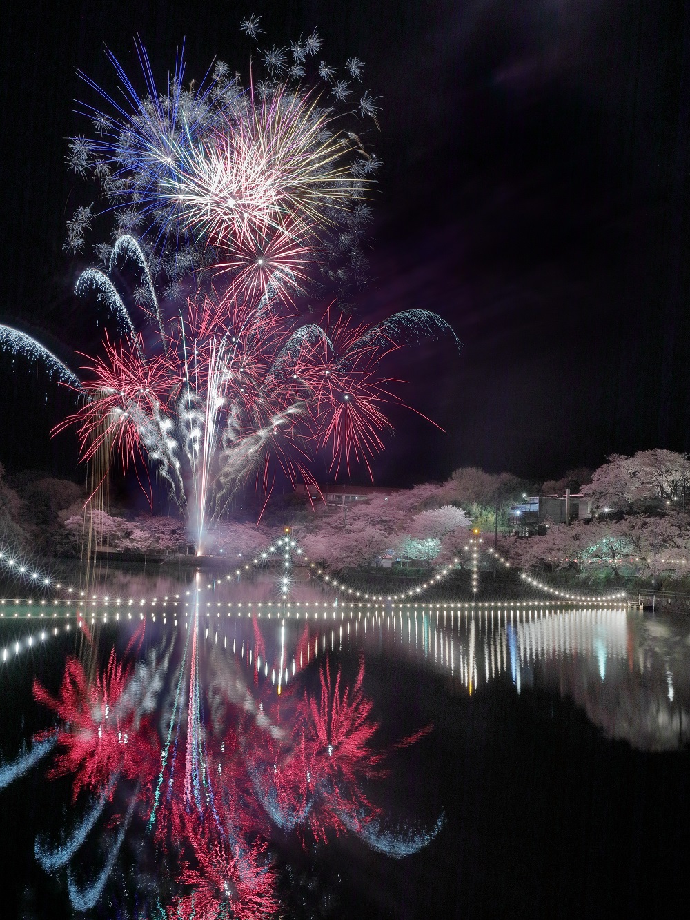 大坪 邦仁（香川県綾歌郡）「夜桜花火」