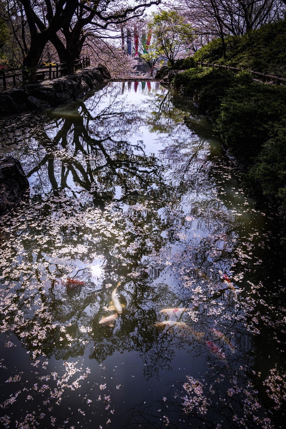 芝﨑 静雄 （愛媛県松山市）「惜春」