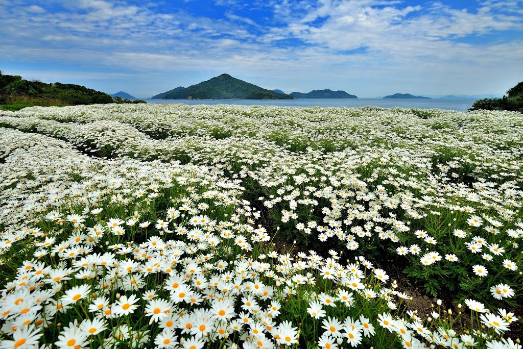 フラワーパーク浦島