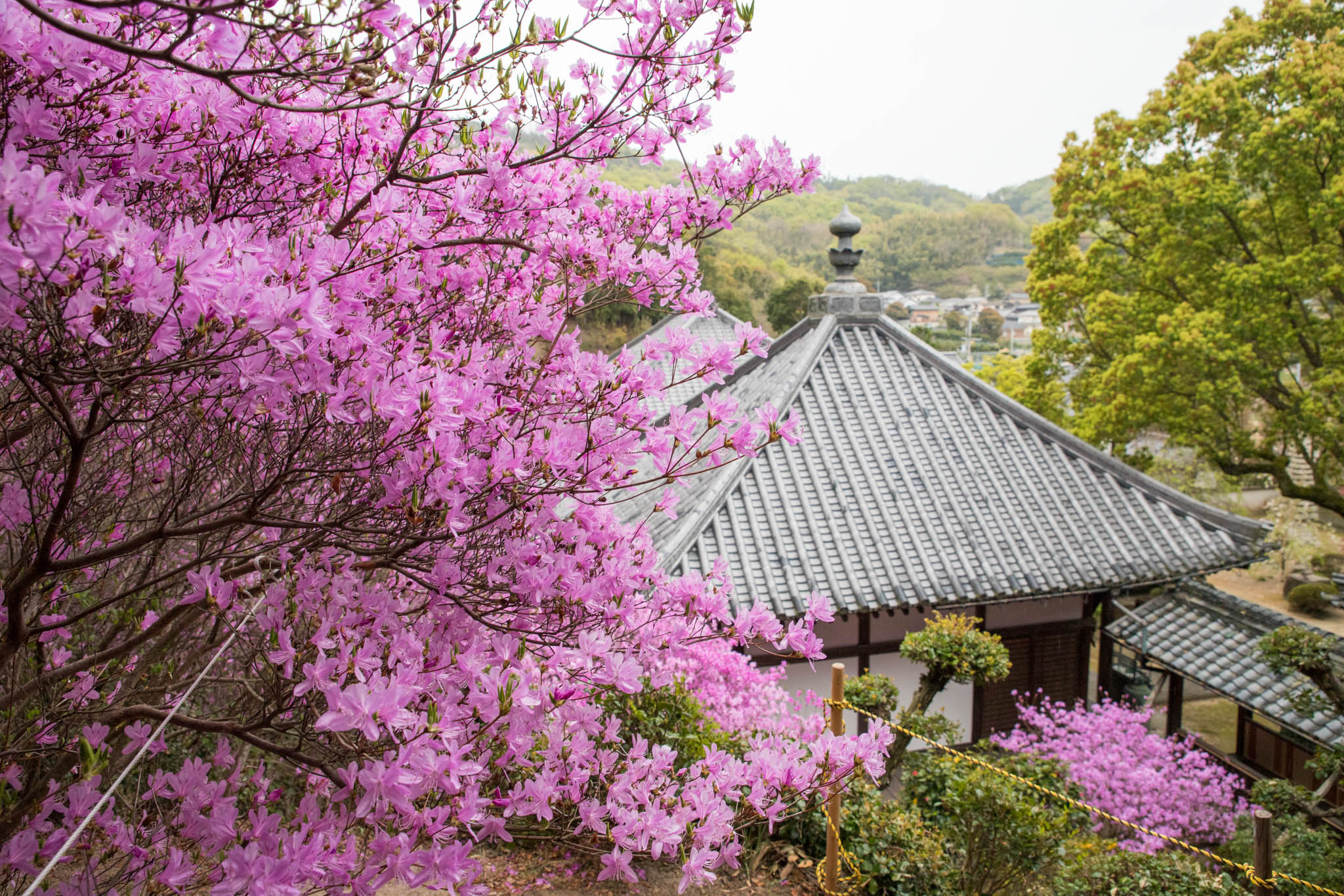 円明院の山ツツジ