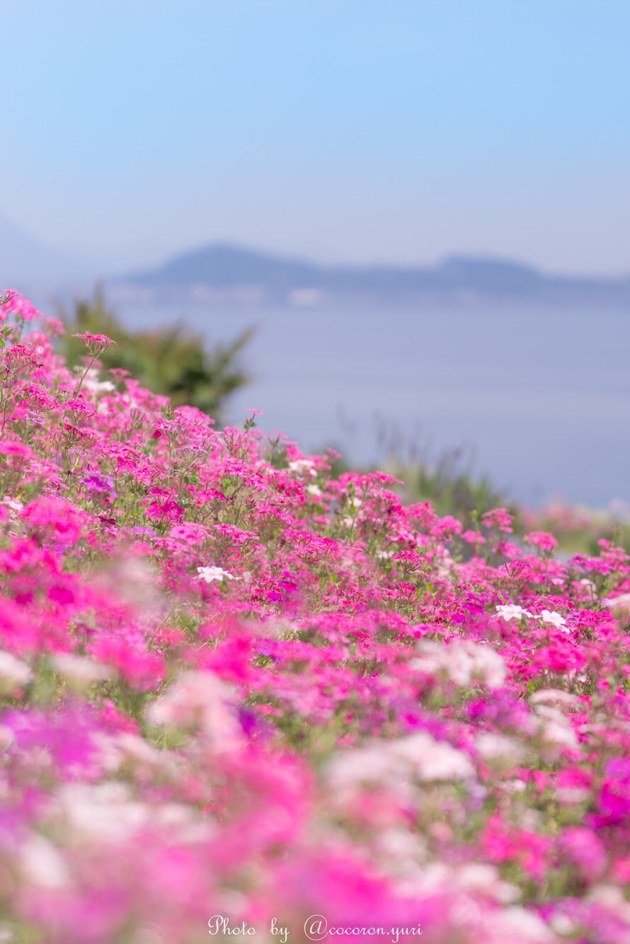 志々島の天空の花畑