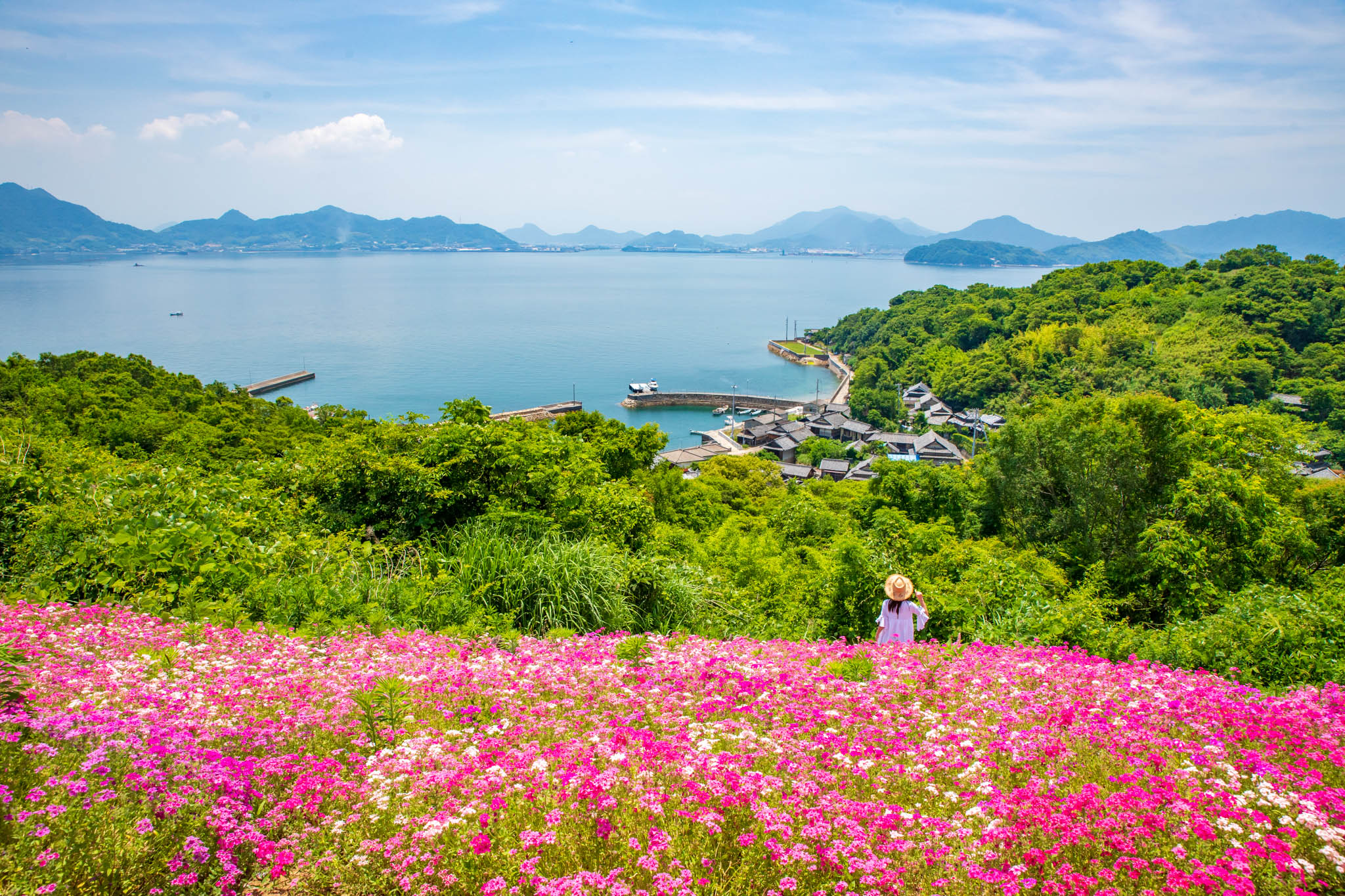 志々島の天空の花畑