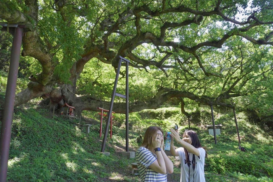 okusu, the giant camphor tree