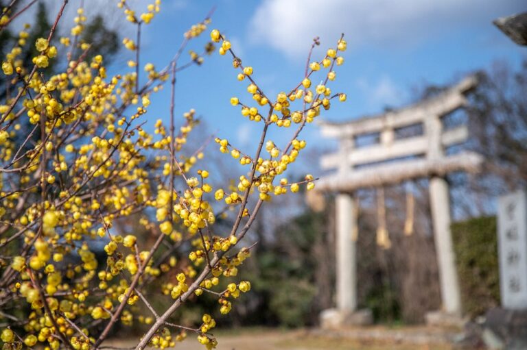 延命院 勝楽寺 三豊市観光交流局