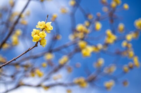延命院 勝楽寺 三豊市観光交流局