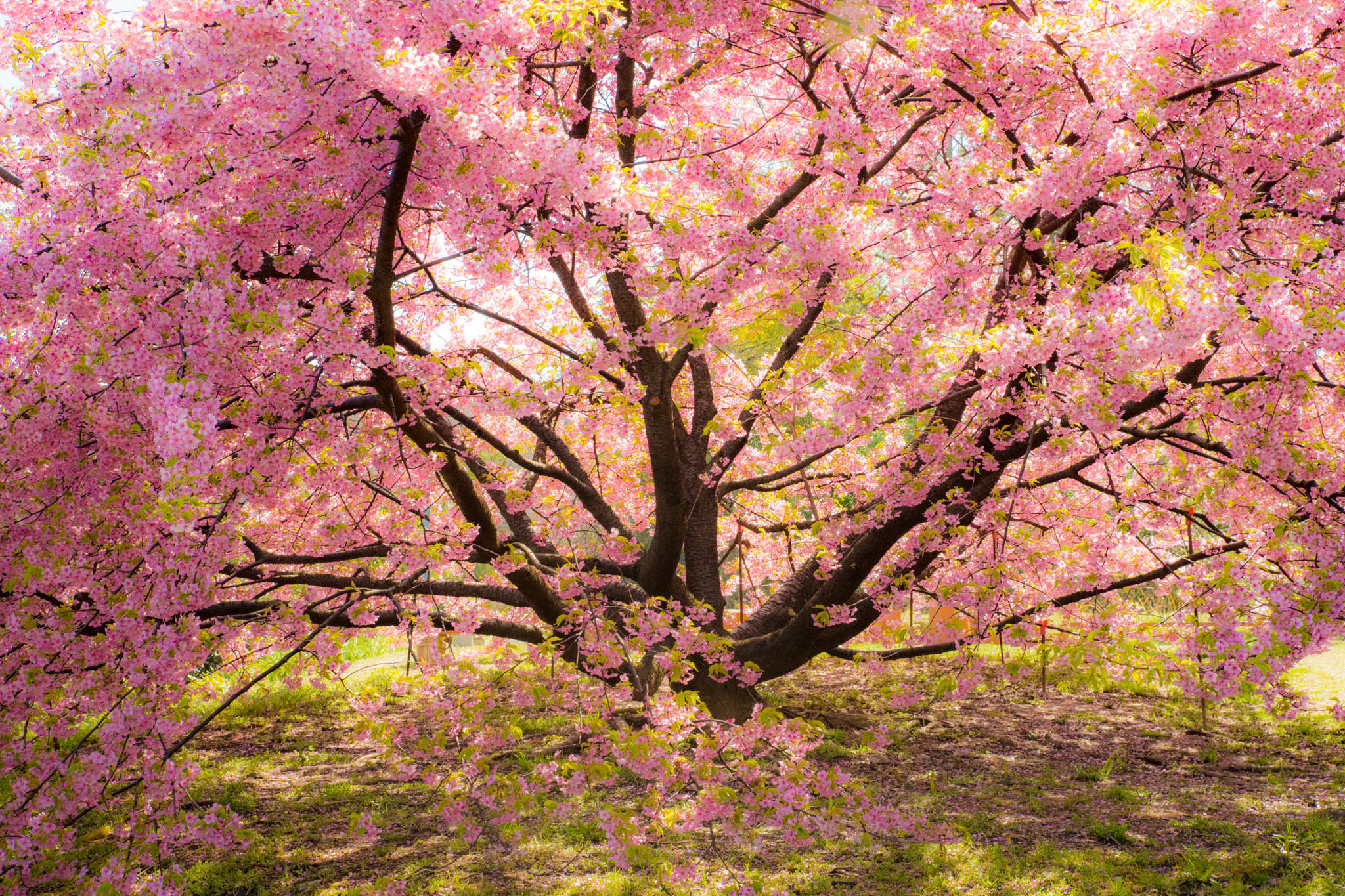 吉津の河津桜