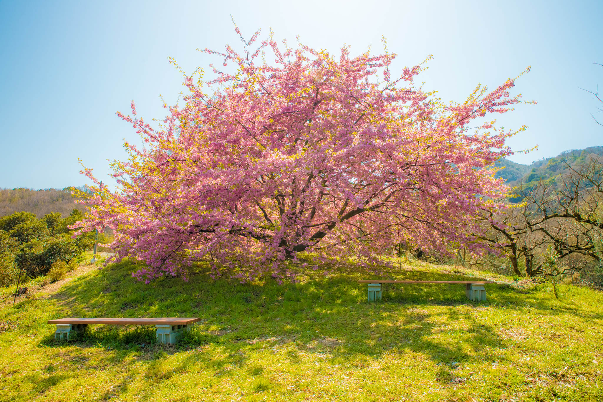 吉津の河津桜