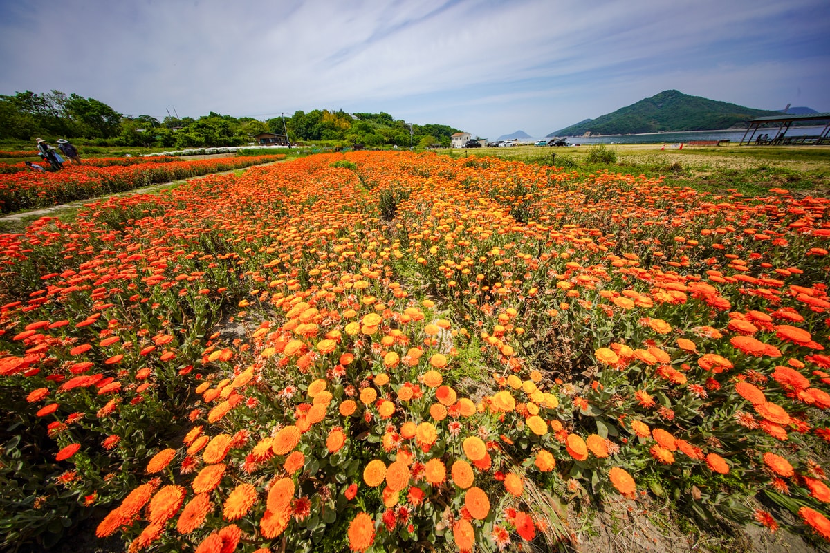 一花　英行（京都市）「一面のお花畑」
