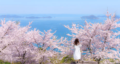 a woman in a white dress in front of cherry trees overlooking the seto inland sea