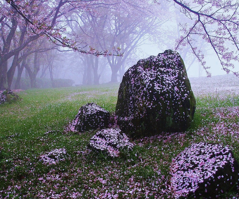 山竹 俊夫 (香川県丸亀市)「雨後の華（はな）」