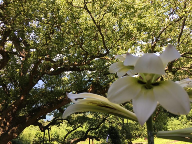 lily at the base of Okusu