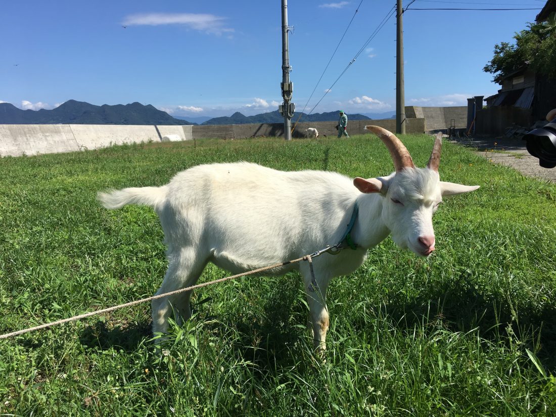 baby goat by the sea