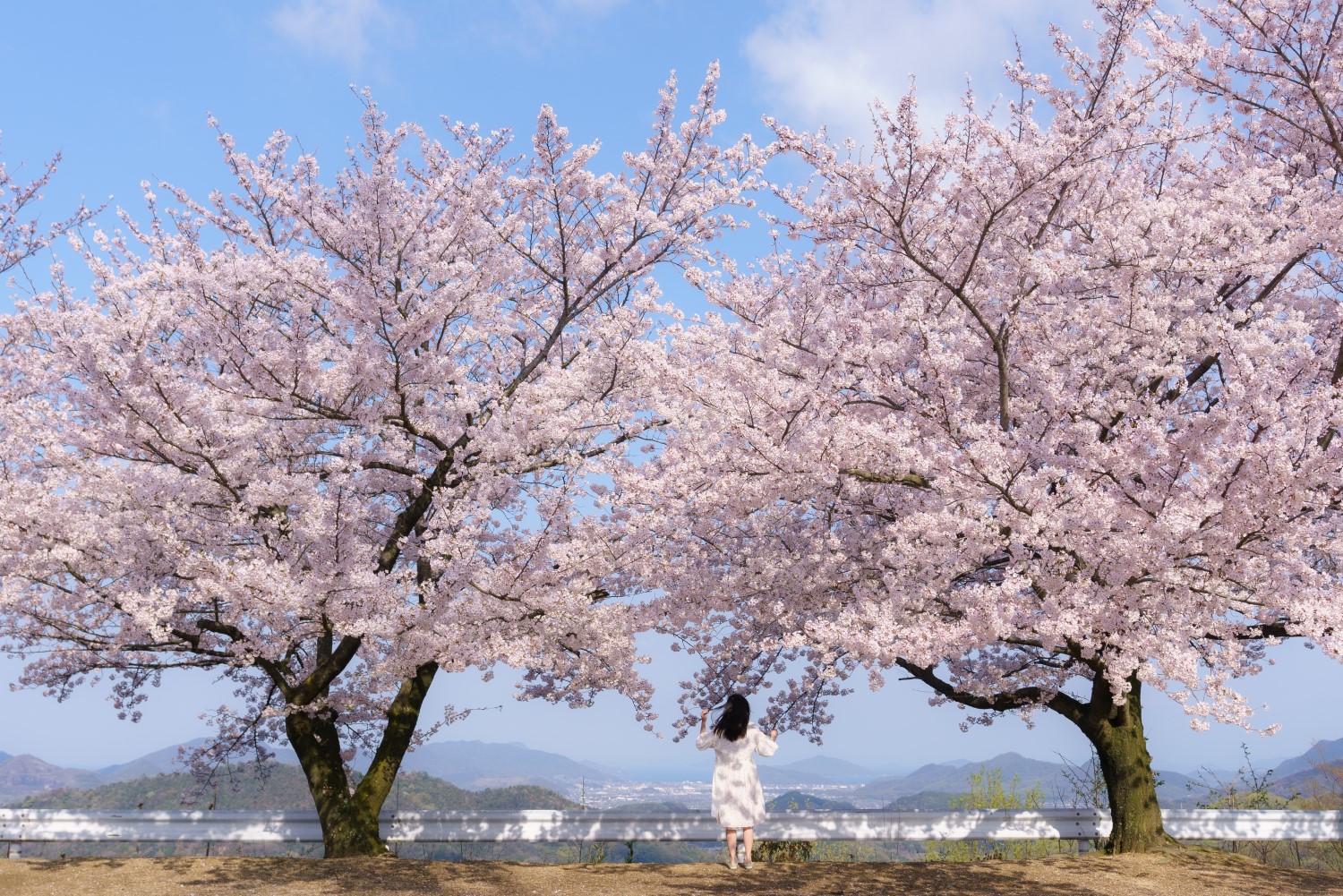 朝日山森林公園