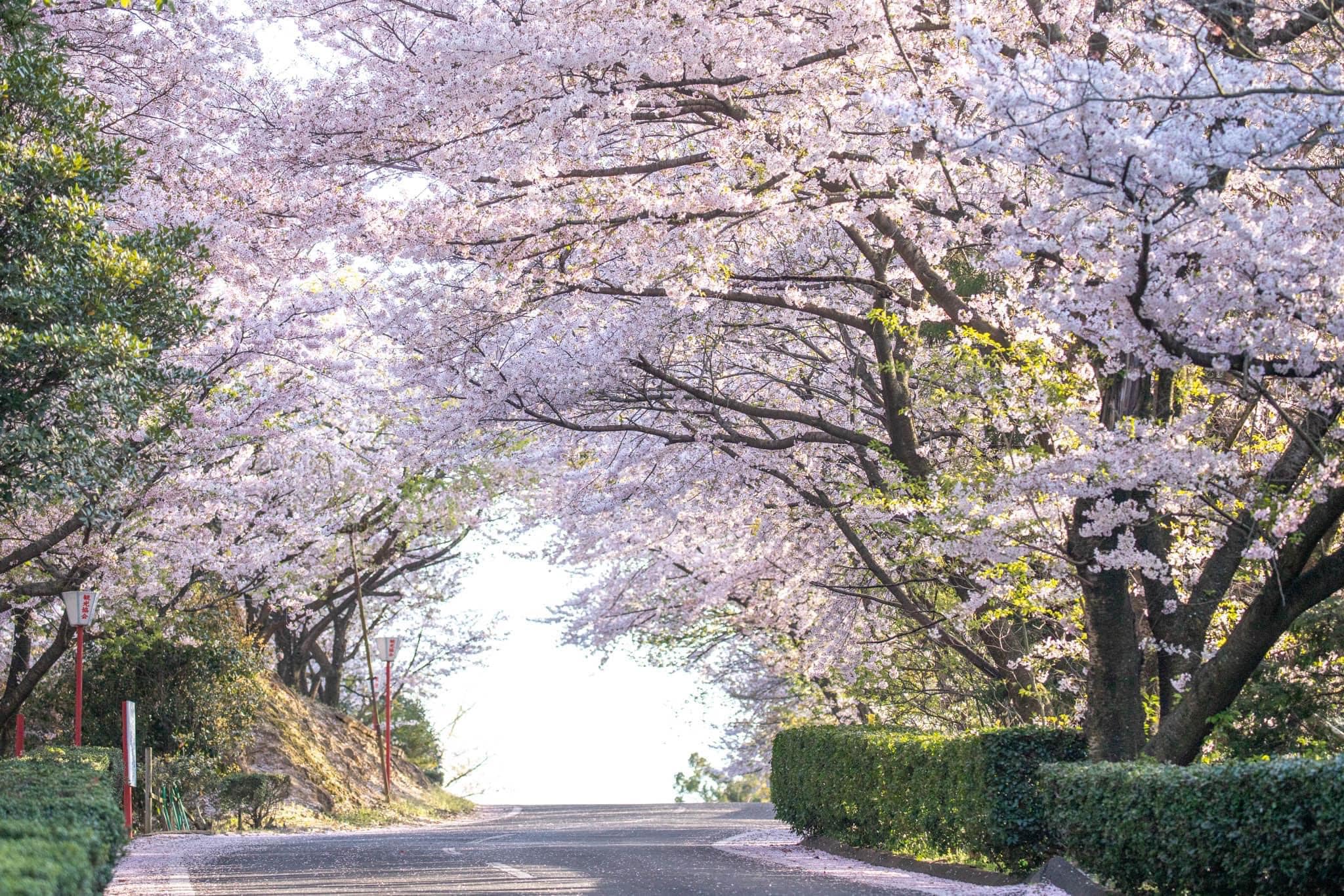 朝日山森林公園