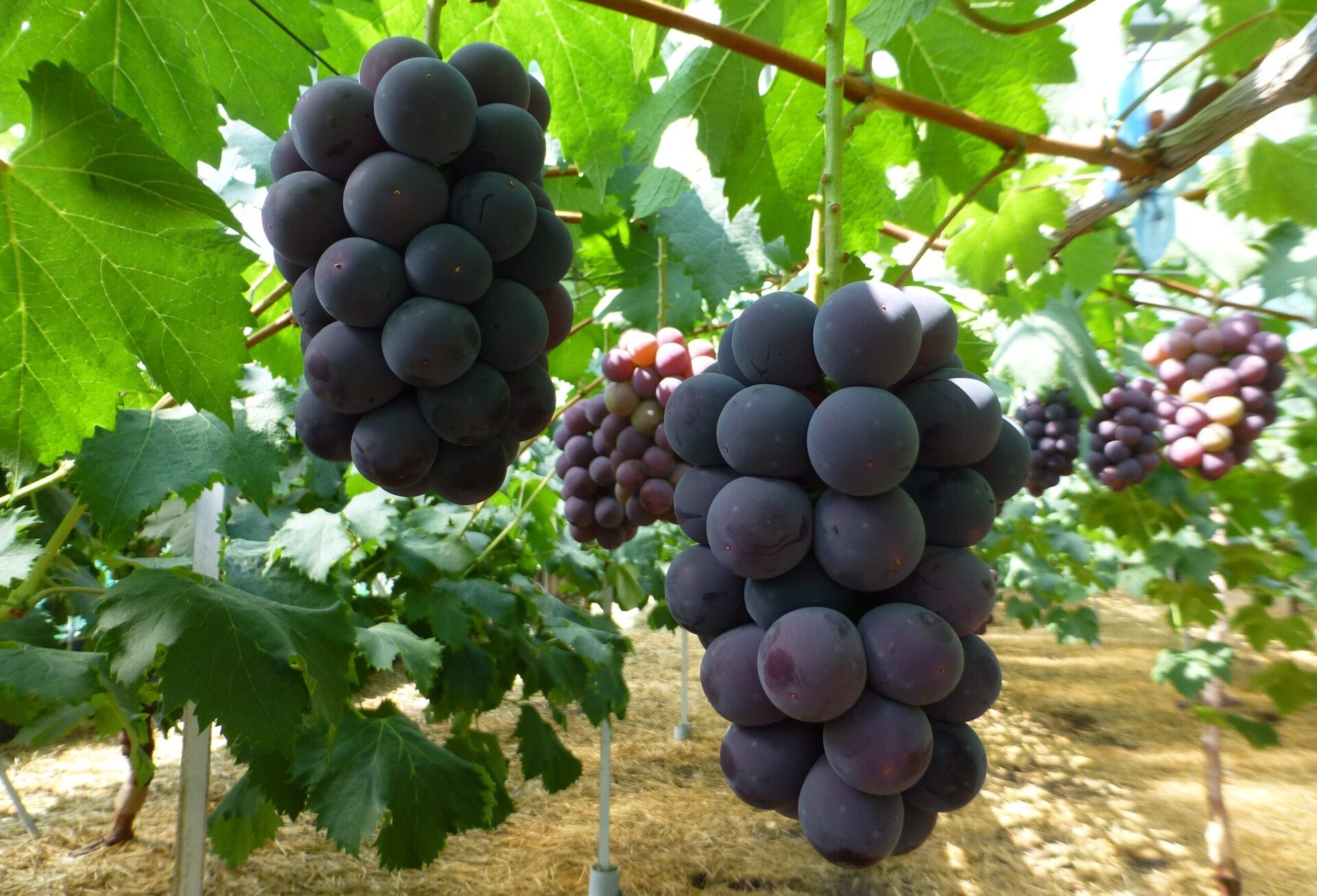 高瀬ふれあい産直市 三豊市観光交流局