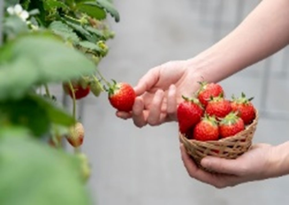 「がっこうのイチゴ園財田上」<br />
