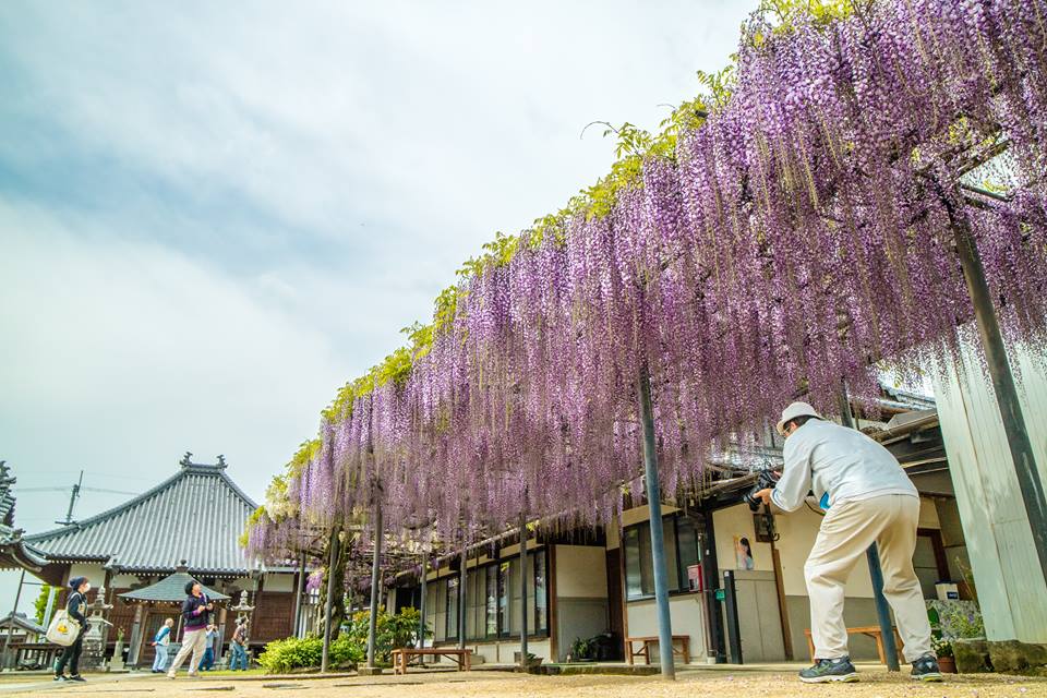 萬福寺の藤の花