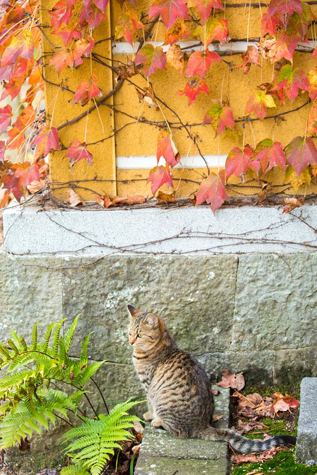 宝光寺