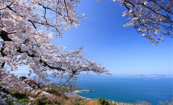 瀬戸内海の多島美と桜