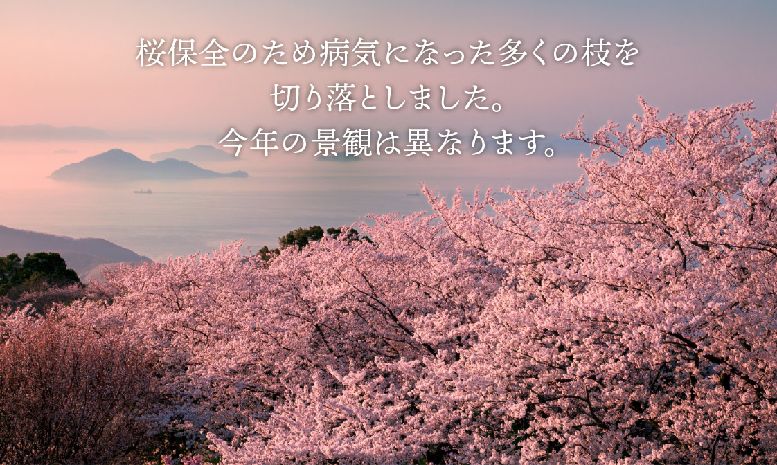 山頂展望台からの眺め。2010 年頃の桜（その後大規模な剪定作業を実施いたしました。）