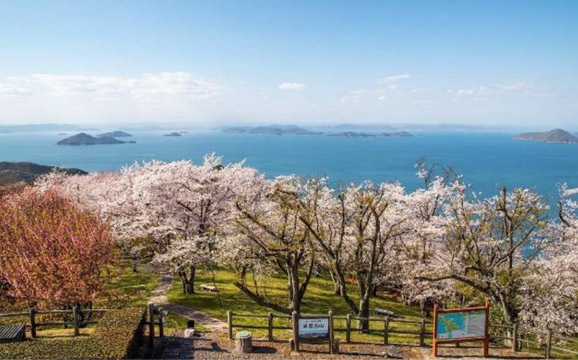 2019年頃、桜の伝染病「てんぐ巣病」が山全体に<br />
広がり花が咲かなくなる。<br />
台風や強風による倒木、枝折れも多かった。