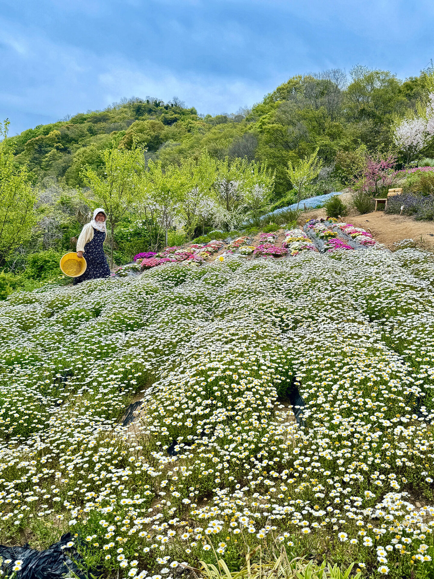 高田 美和（香川県高松市）　「花の島への想い」