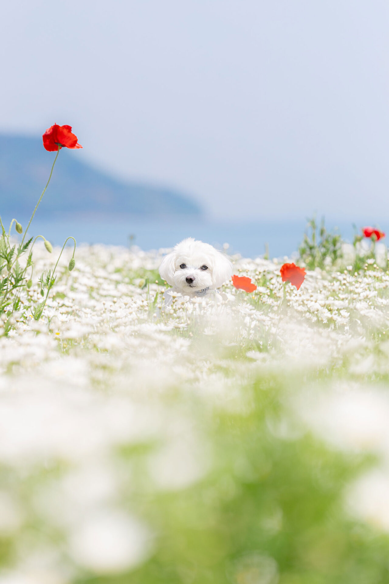 @akemy_momento.photo「お花畑からひょっこりまる」