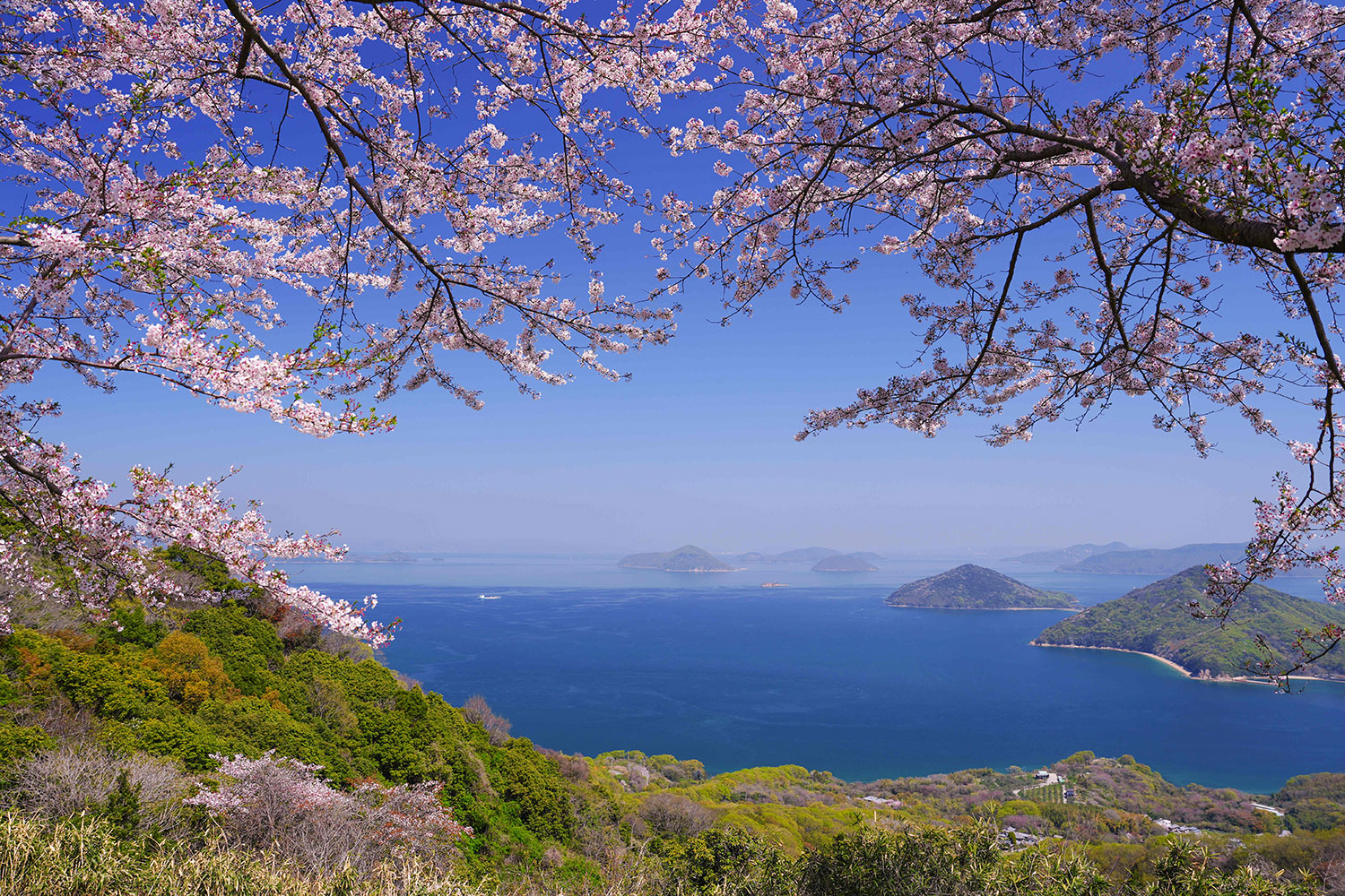 @loving_nature_2020「三豊の春は海から」
