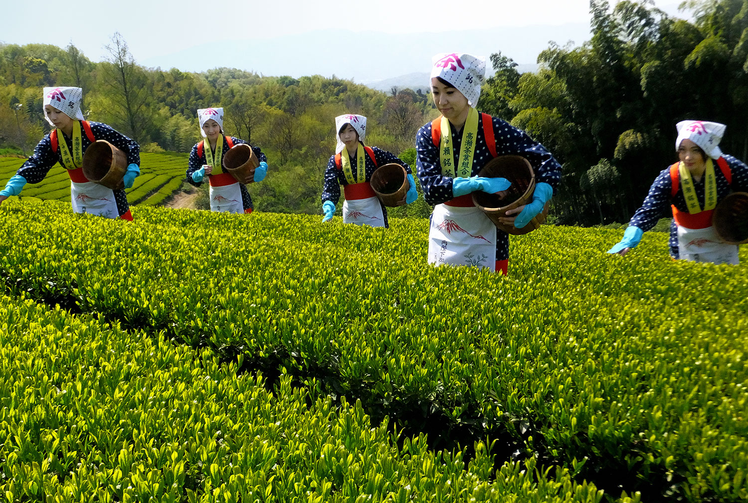 斎藤 孝子(岡山県岡山市)「茶摘日和」