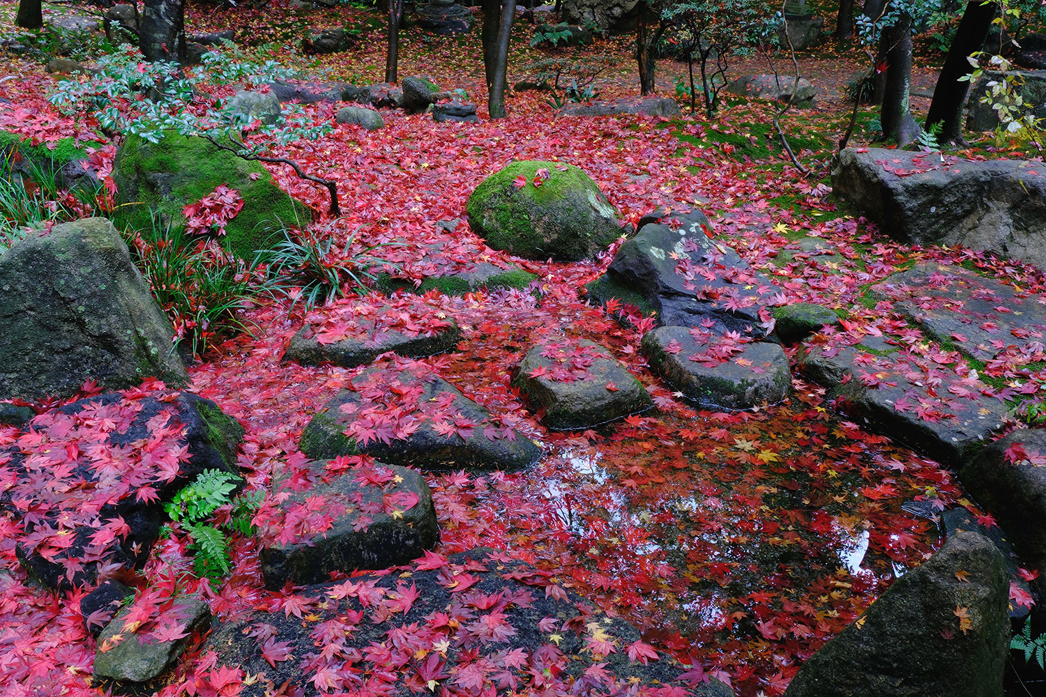 篠原 政雄(香川県三豊市)「紅の絨毯」