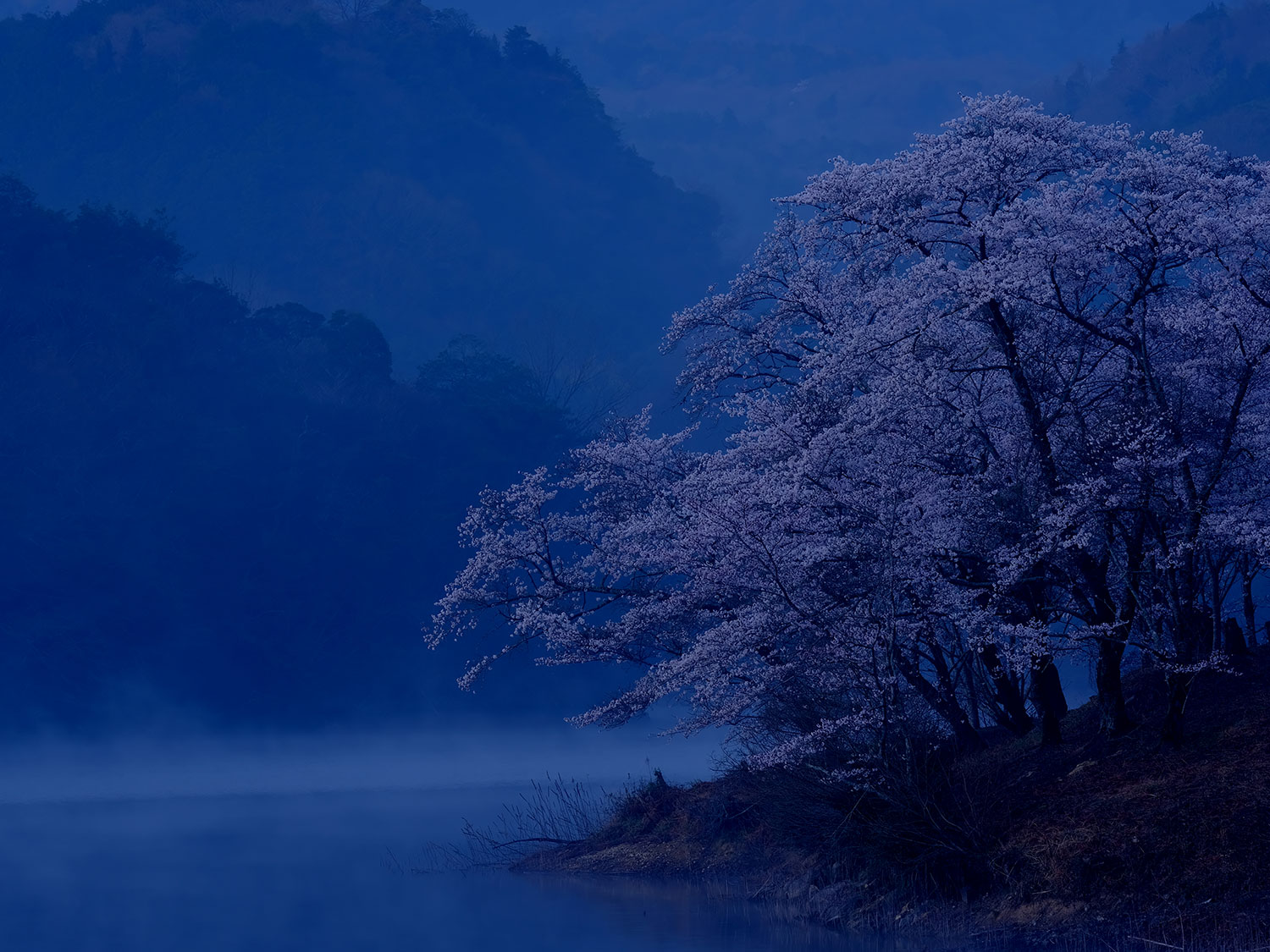 高橋 弘(香川県丸亀市)「湖畔に咲く」