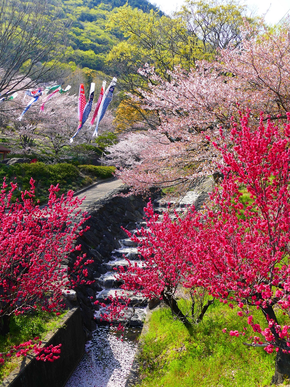 塩崎 信好 (愛媛県新居浜市) 「春爛漫」