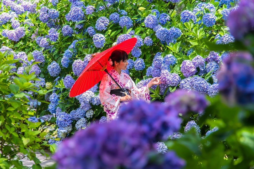 「紫陽花につつまれて！」谷口　浩之（高松市）
