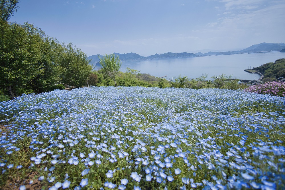  @ishichi1017「志々島 天空の花畑」