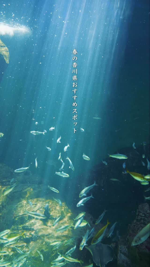 逆瀬池(さかせいけ) | 三豊市観光交流局 逆瀬池(さかせいけ) | 三豊市観光交流局