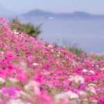 shishijima_img_11