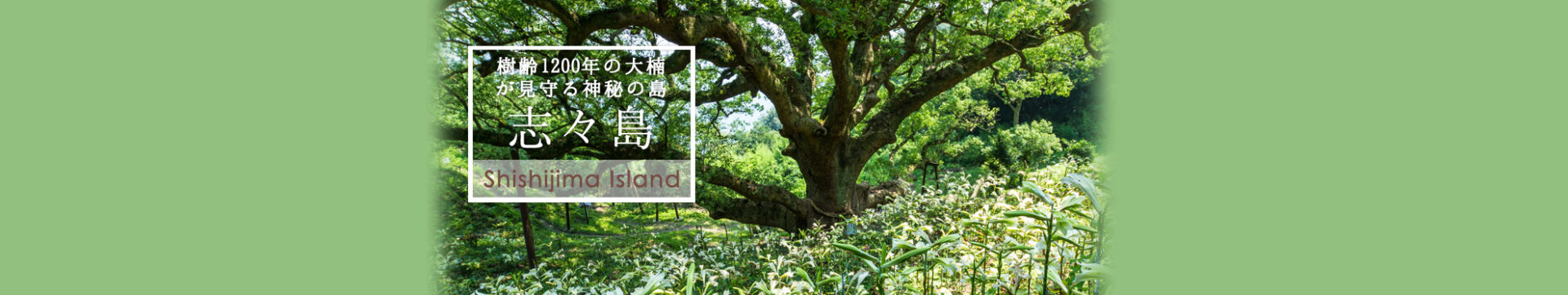 樹齢1200年の大楠が見守る神秘の島志々島
